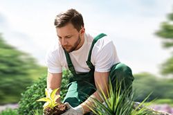Озеленение и городское благоустройство, создание комфортной среды  в Ростове-на-Дону