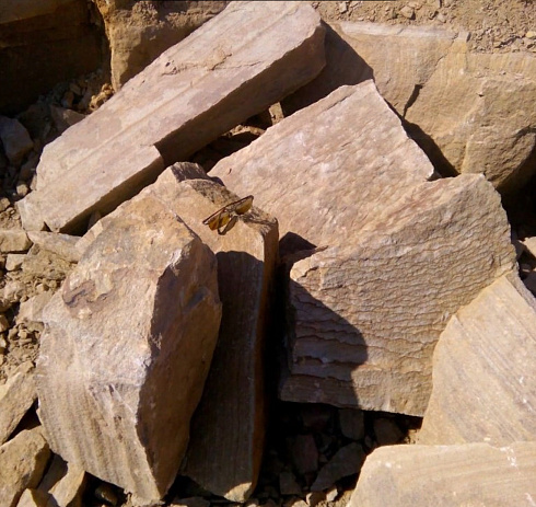 Kamenclub.ru: Песчаник пластушка желтый с рисунком (7-15 см)  купить в Ростове-на-Дону плитняк - пластушка - бут желтый песчаник 10200 руб/м3   фото КАМЕНЬ КЛУБ