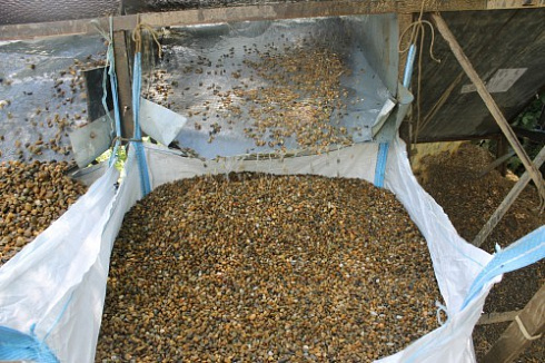 Kamenclub.ru: Галька окат (серо-желтая) фр.10-20 мм. купить  в Ростове-на-Дону галька серо-желтая, рыжая, серый речная окатанная округлая галька 5000 руб/т   фото КАМЕНЬ КЛУБ