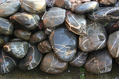 Kamenclub.ru: Валунчик Паутинник фр.100-300 мм  купить в Ростове-на-Дону крупный природный камень галечник темно-серый с прожилками белый черный речной валунчик 5000 руб/т   фото КАМЕНЬ КЛУБ