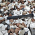 Kamenclub.ru: Мраморная крошка (щебень крошка микс : белый-черный-розовый) фр. 20-40 мм.  купить в Ростове-на-Дону мрамор белый, черный, розовый декоративная ландшафтная крошка 12000 руб/т   фото КАМЕНЬ КЛУБ