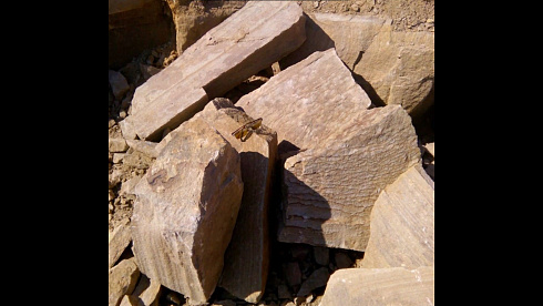 Kamenclub.ru: Песчаник пластушка желтый с рисунком (4-6 см)  купить в Ростове-на-Дону плитняк пластушка желтый с рисунком песчаник 9 000 руб/м3   фото КАМЕНЬ КЛУБ