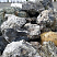 Kamenclub.ru: Черный гранит - кварцит фр. 500-1000 мм.  купить в Ростове-на-Дону гранит кварцит черный серый белый скальный колотый валун 9750 руб/т   фото КАМЕНЬ КЛУБ