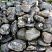 Kamenclub.ru: Валунчик Паутинник фр.100-300 мм  купить в Ростове-на-Дону крупный природный камень галечник темно-серый с прожилками белый черный речной валунчик 5000 руб/т   фото КАМЕНЬ КЛУБ