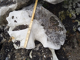 Kamenclub.ru: Выветренный известняк со мхом фр. 100-500 мм.  купить в Ростове-на-Дону известняк серый белый зеленый валун известняковый крупный 10000 руб/т   фото КАМЕНЬ КЛУБ