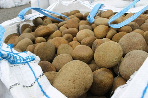 Kamenclub.ru: Песчаник ядра, фр. 100-300 мм  купить в Ростове-на-Дону песчаник бежевый серый рыжий речная галька 5 000 руб/т   фото КАМЕНЬ КЛУБ