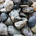 Kamenclub.ru: Речной валун Кабанчик фр.300-500 мм.  купить в Ростове-на-Дону крупный природный камень галька серый, темно-серый речной валун галечник масштабный 7000 руб/т   фото КАМЕНЬ КЛУБ