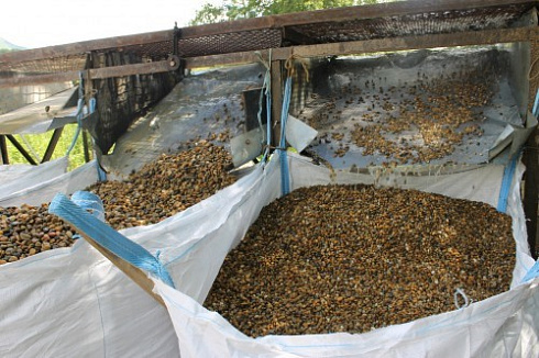 Kamenclub.ru: Галька окат (серо-желтая) фр.10-20 мм. купить  в Ростове-на-Дону галька серо-желтая, рыжая, серый речная окатанная округлая галька 5000 руб/т   фото КАМЕНЬ КЛУБ