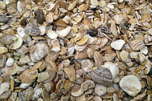 Морская ракушка фр. 5-20 мм  купить в Ростове-на-Дону фото Камень Клуб