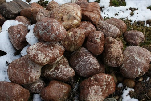 Kamenclub.ru: Розовый валунчик фр.100-300 мм.  купить в Ростове-на-Дону крупный природный камень розовый, серый молочный красный речной галечник природный 7850 руб/т   фото КАМЕНЬ КЛУБ